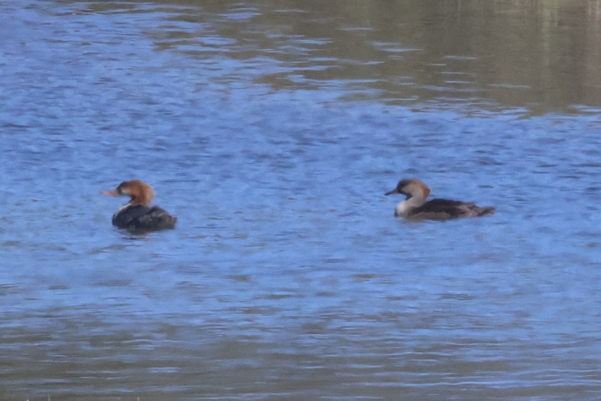 Hooded Merganser - ML624252418
