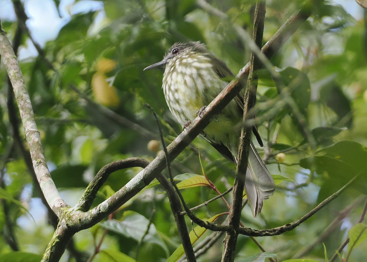 Javan Bulbul - ML624252423