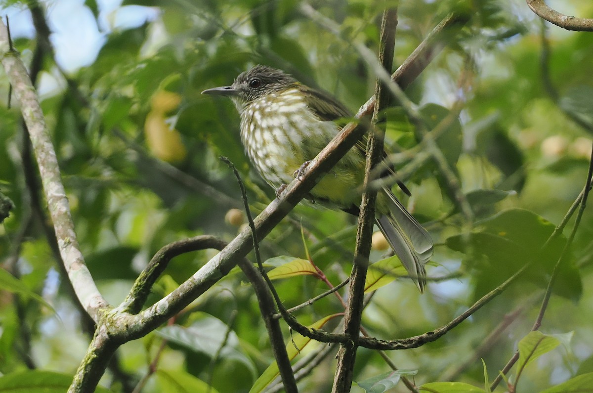 Javan Bulbul - ML624252433