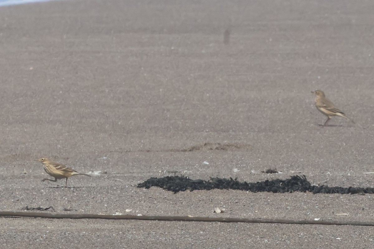 American Pipit - ML624252484