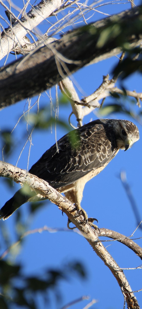 Swainson's Hawk - ML624252494