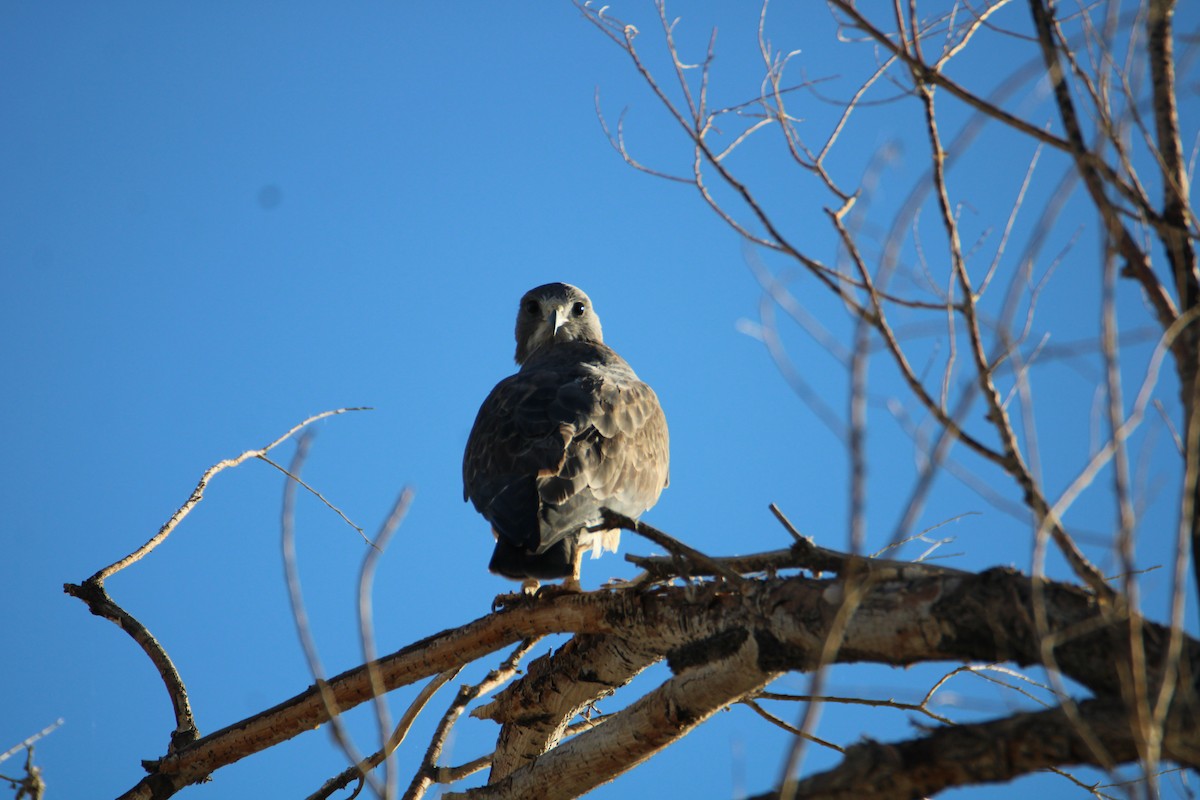 Swainson's Hawk - ML624252495