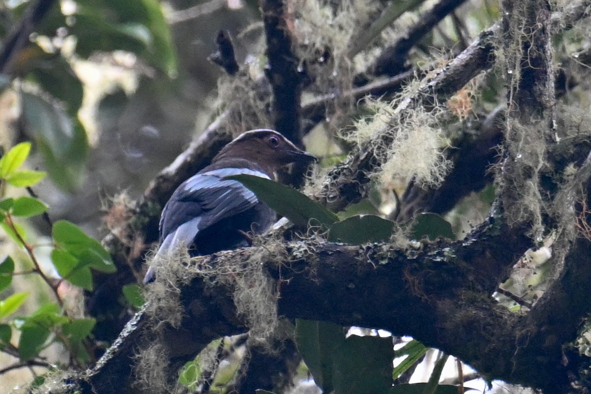 Sumatran Cochoa - ML624252504