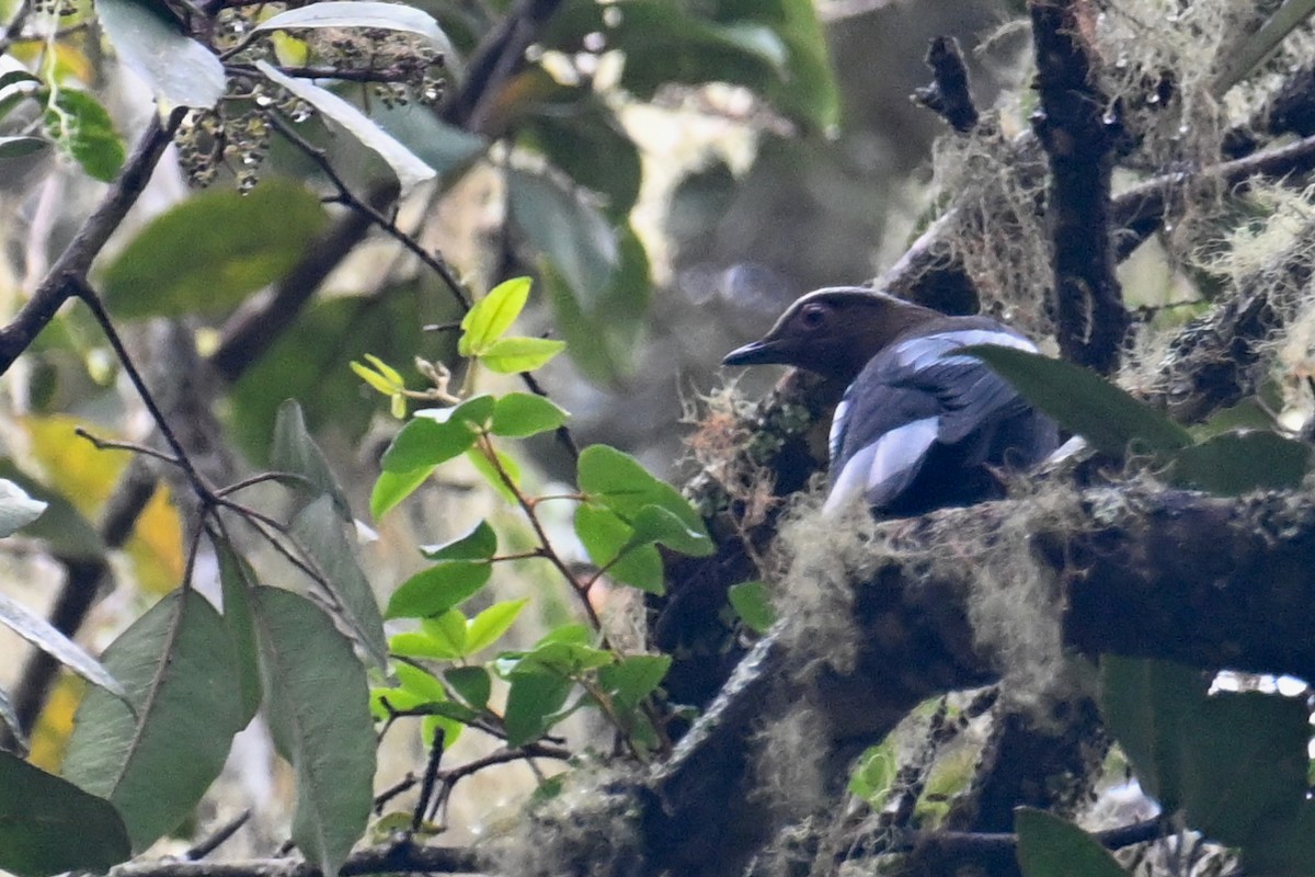Sumatran Cochoa - ML624252505