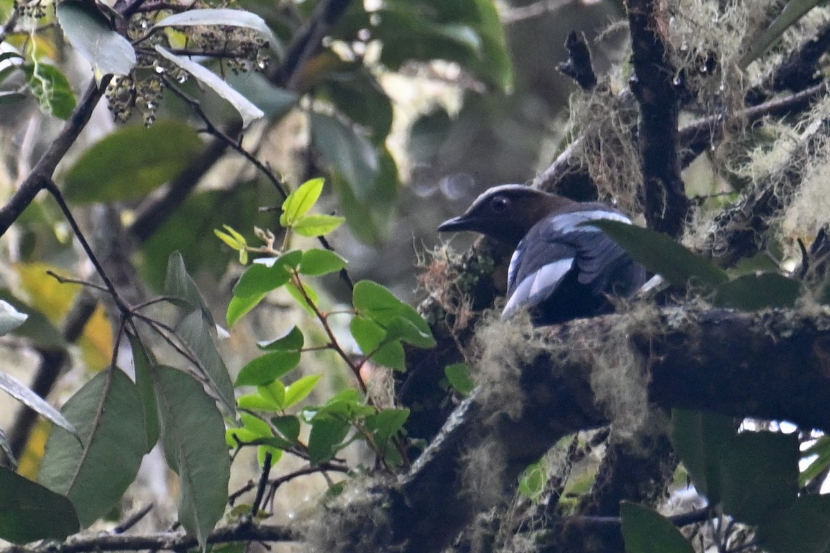 Sumatran Cochoa - ML624252506