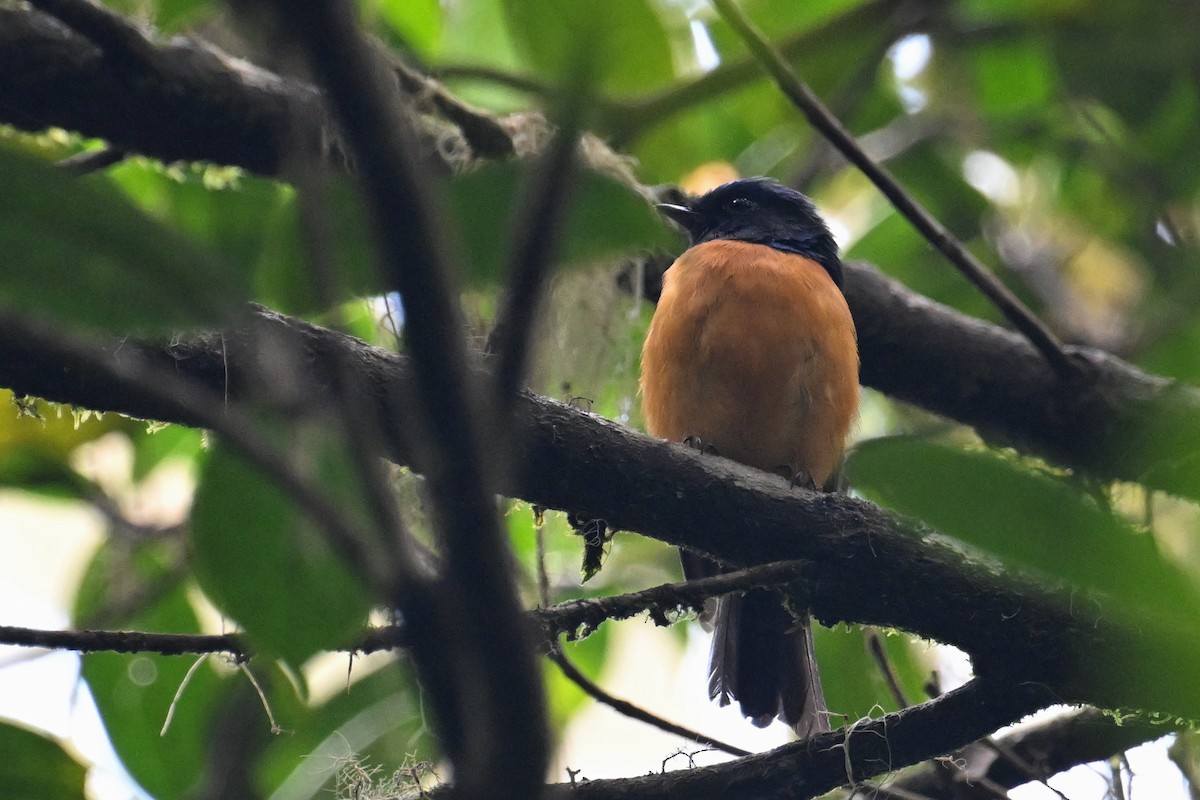 Rufous-vented Niltava - Ting-Wei (廷維) HUNG (洪)