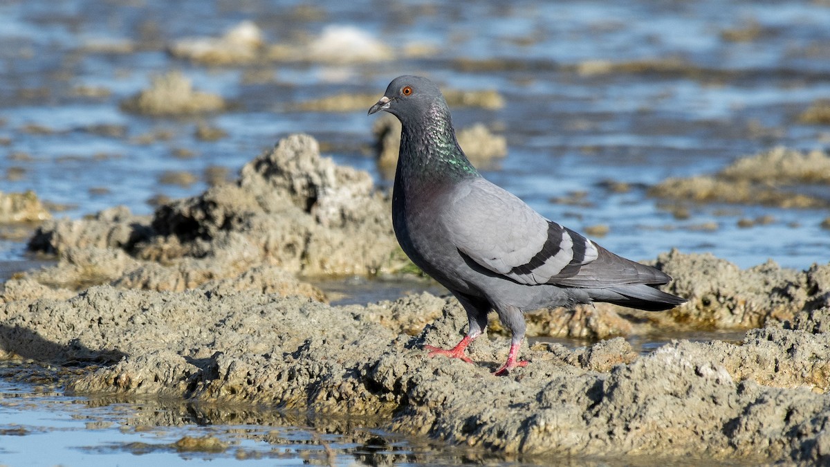 Rock Pigeon - Ogün Aydin