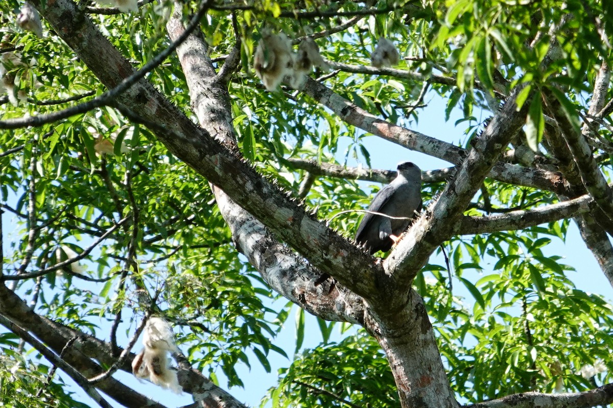 Plumbeous Kite - ML624252599