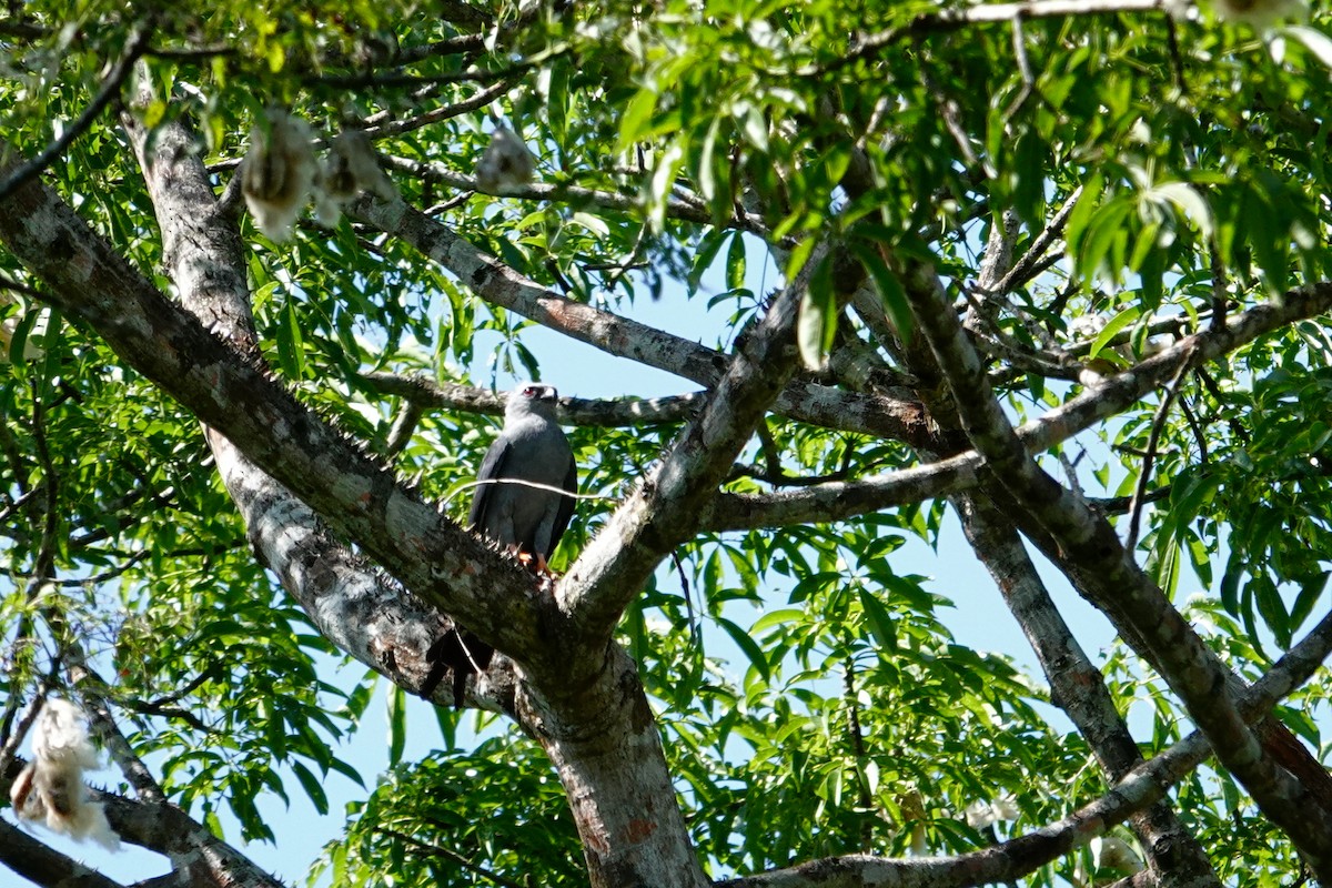 Plumbeous Kite - ML624252600