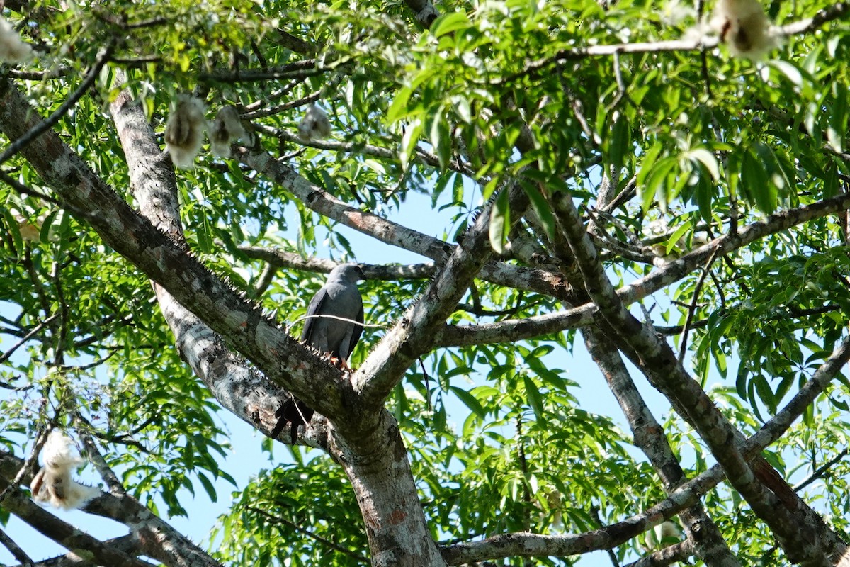 Plumbeous Kite - ML624252601