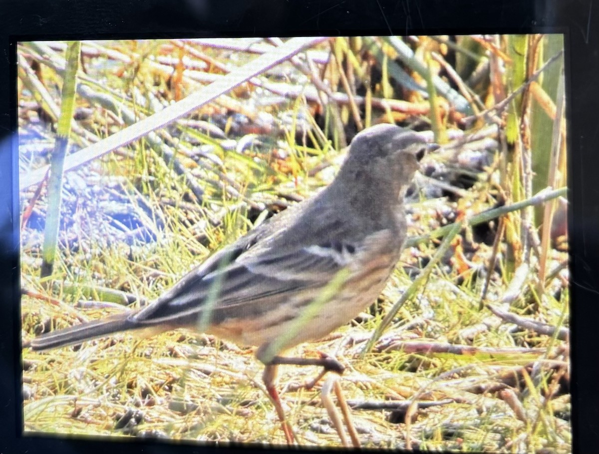 American Pipit - ML624252649