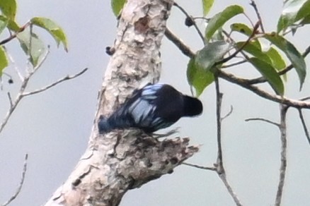 Blue Nuthatch - ML624252659