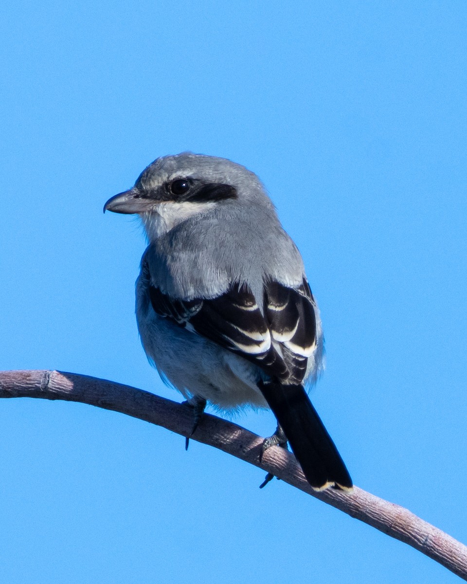 Loggerhead Shrike - ML624252665