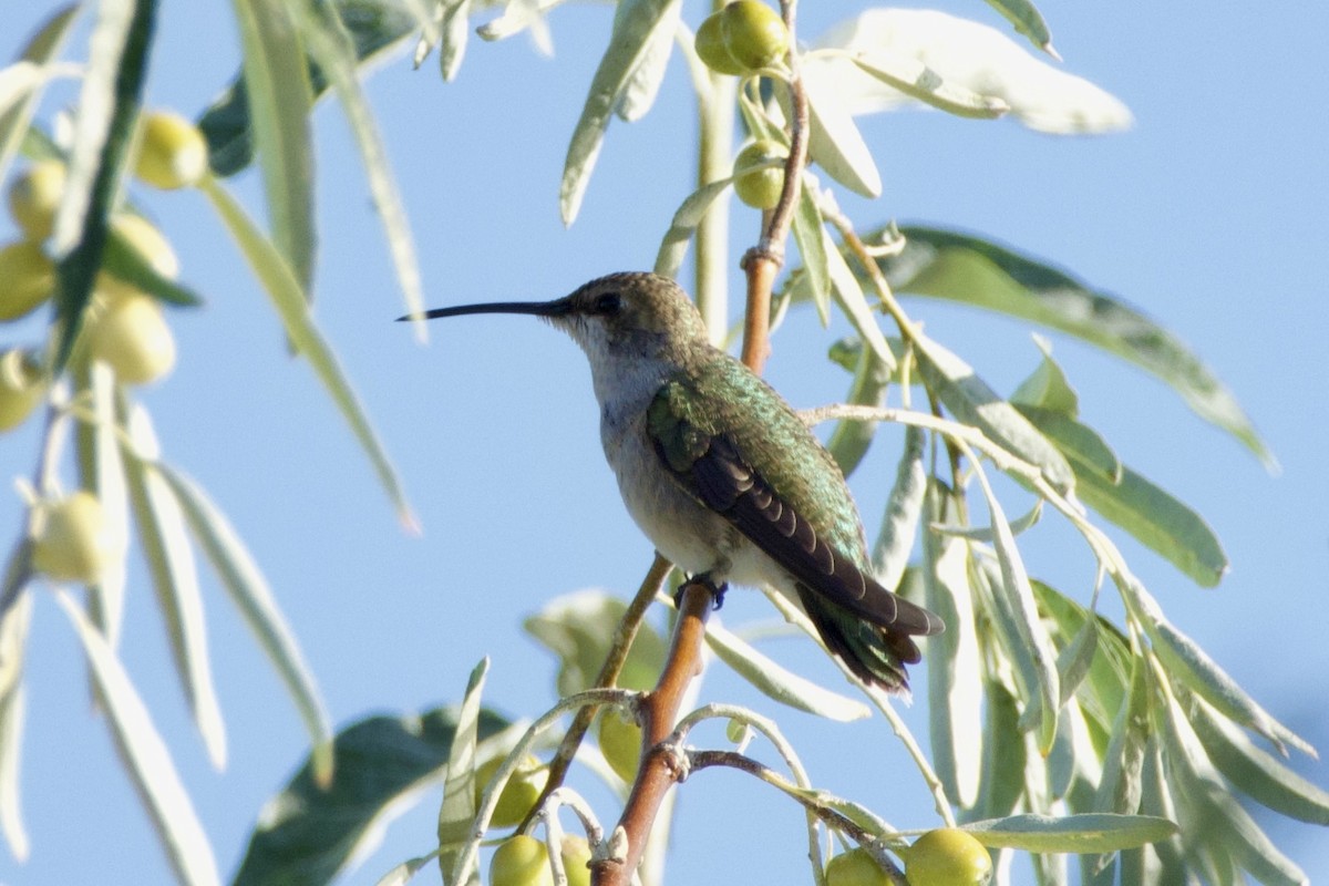 Black-chinned Hummingbird - ML624252672