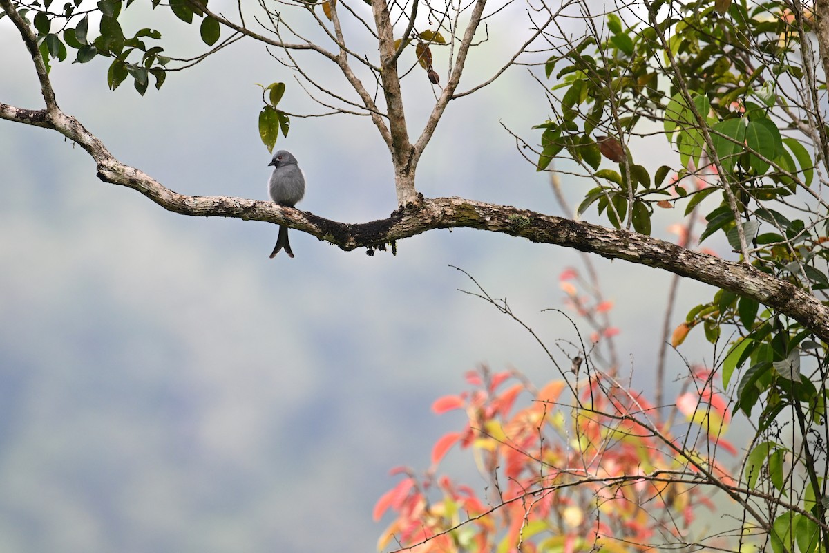 Ashy Drongo (Sumatran) - ML624252683