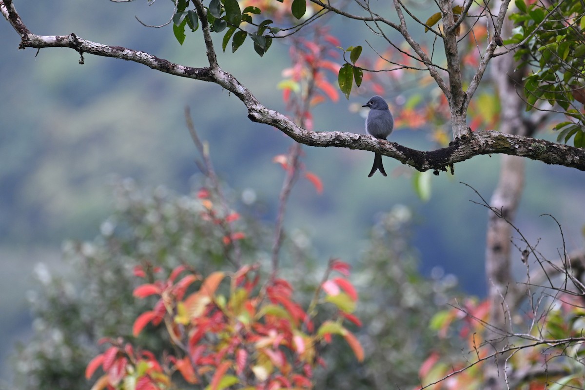 Ashy Drongo (Sumatran) - ML624252684