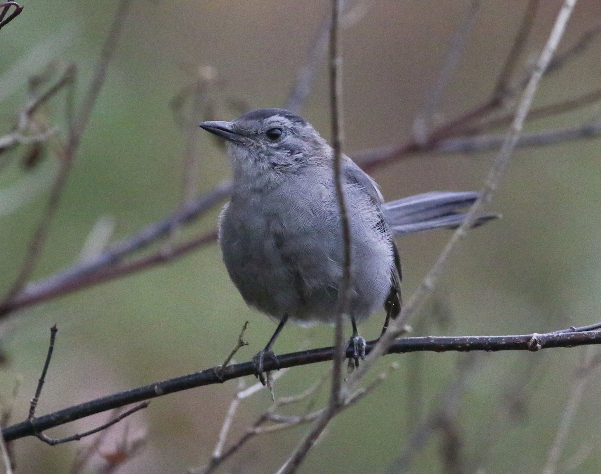 Pájaro Gato Gris - ML624252693