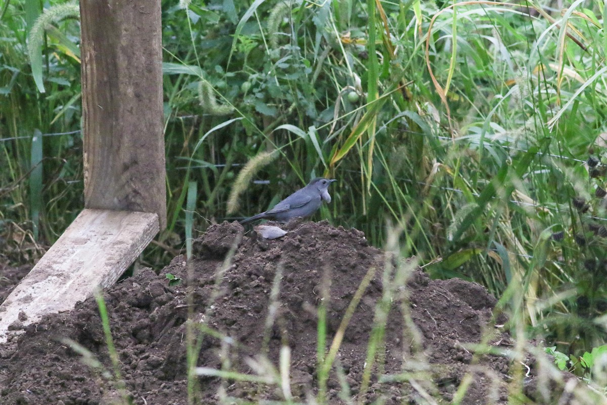 Gray Catbird - Jason Rieger