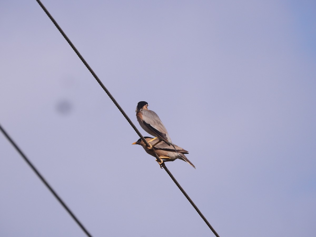 Brahminy Starling - ML624252715