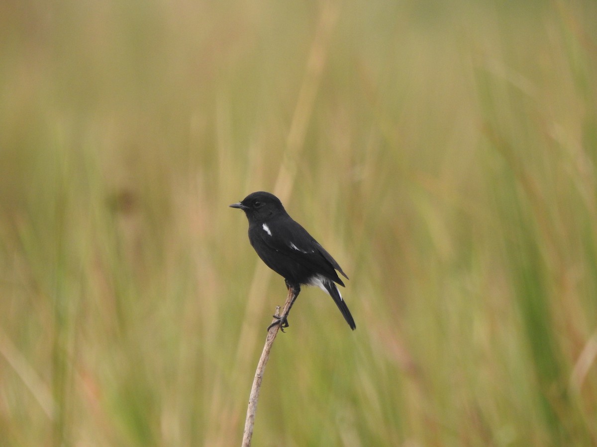 Pied Bushchat - ML624252733