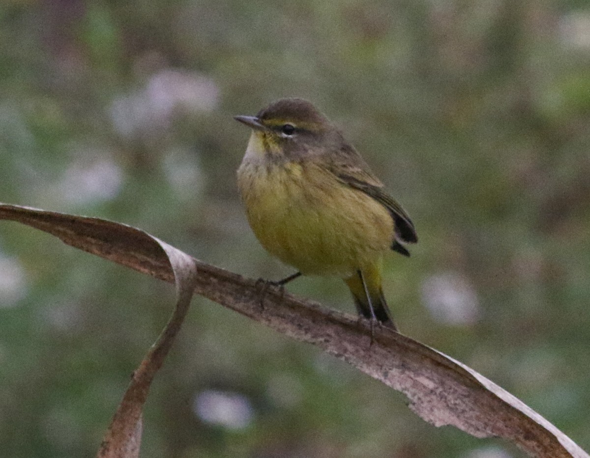 Reinita Palmera (hypochrysea) - ML624252737