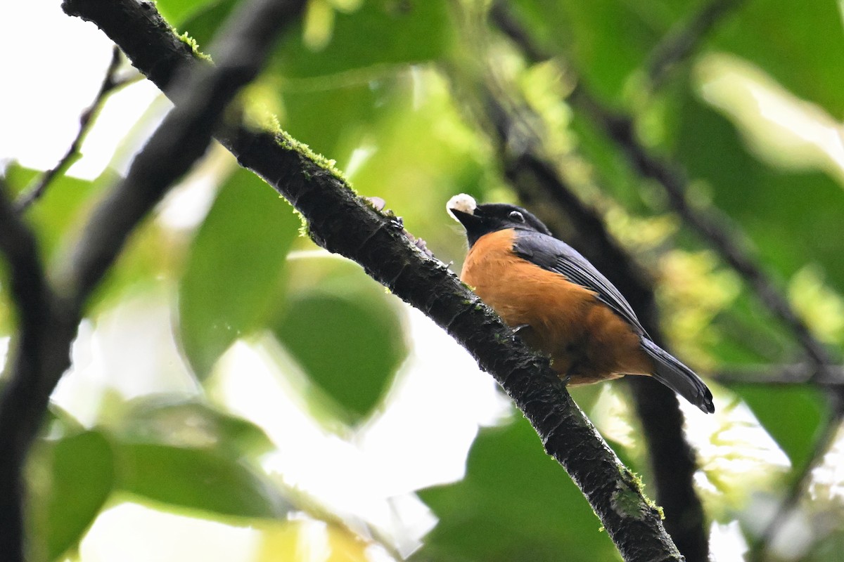 Rufous-vented Niltava - Ting-Wei (廷維) HUNG (洪)