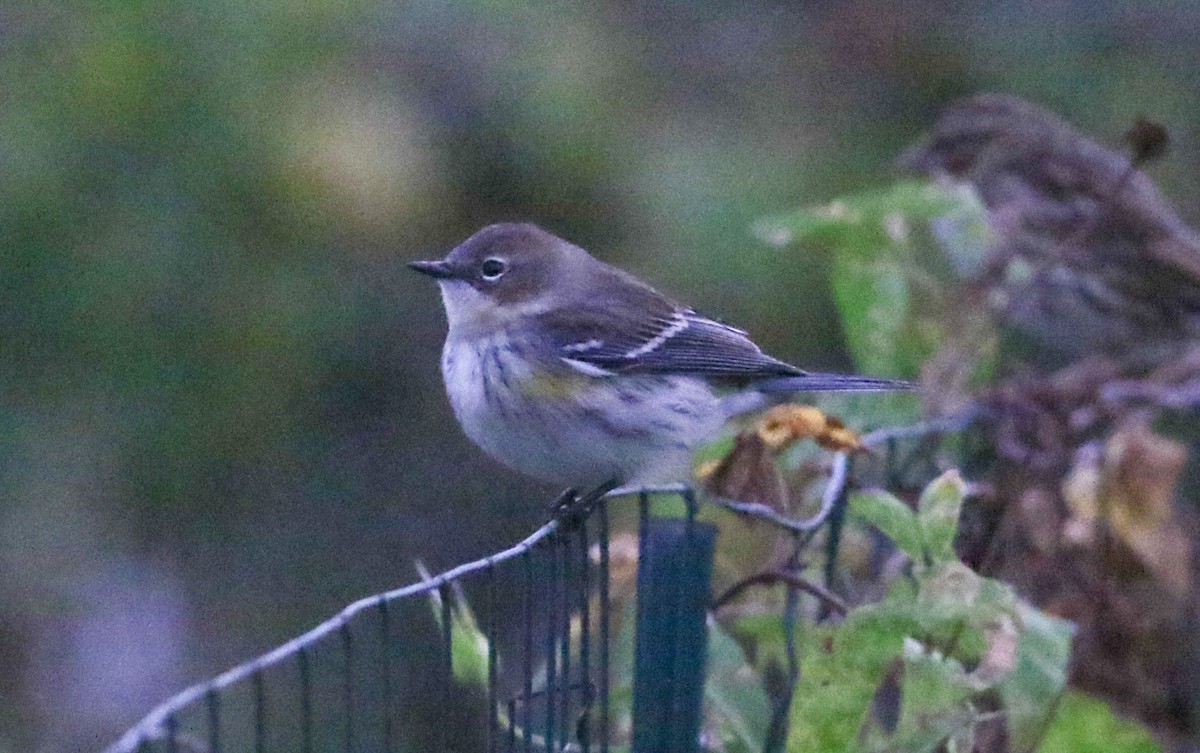 Reinita Coronada (coronata) - ML624252742