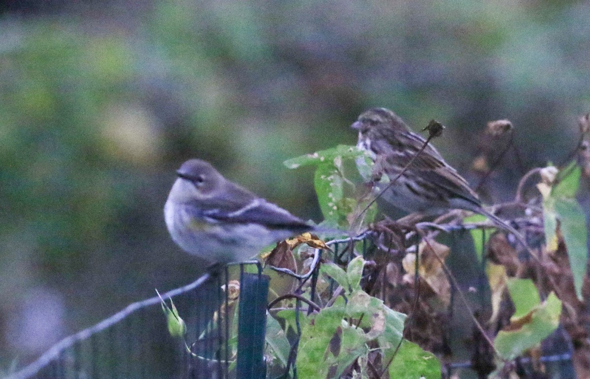 Reinita Coronada (coronata) - ML624252743