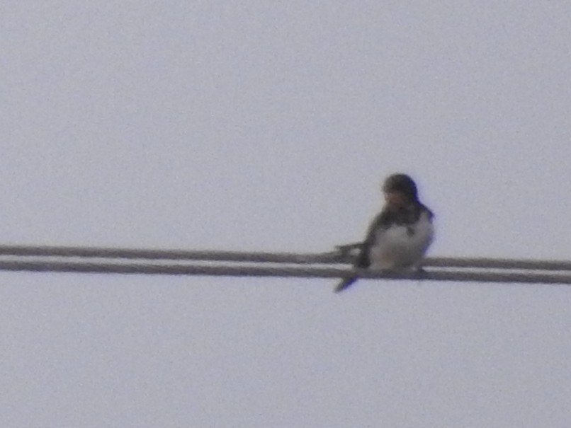 Barn Swallow - ML624252744