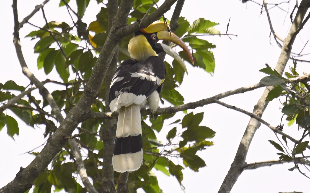 Great Hornbill - Yoganand K