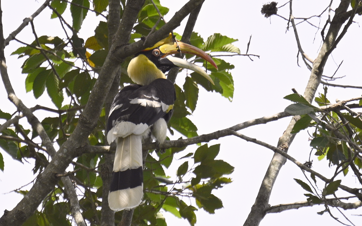 Great Hornbill - ML624252748