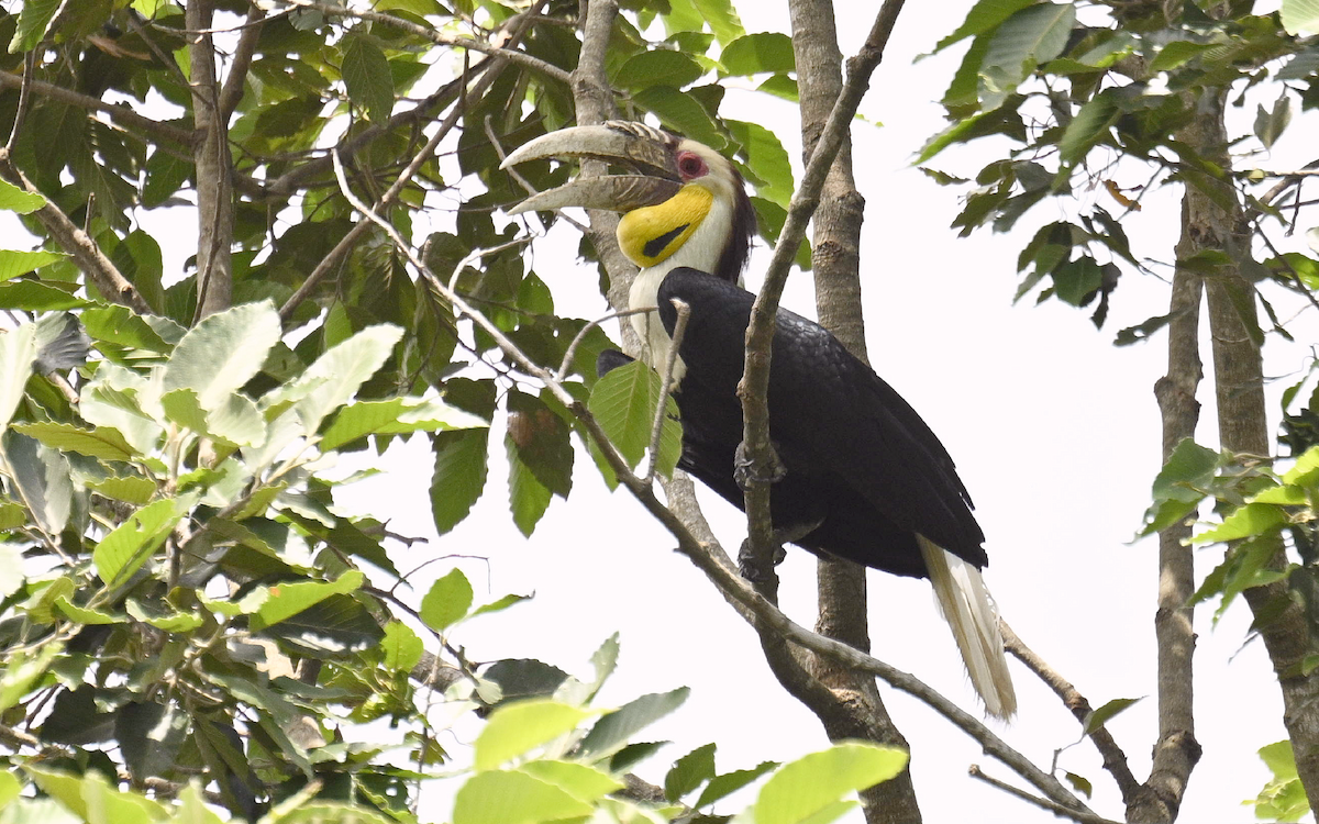 Wreathed Hornbill - ML624252751