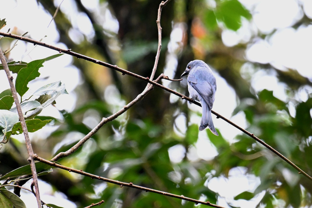 Ashy Drongo (Sumatran) - ML624252756