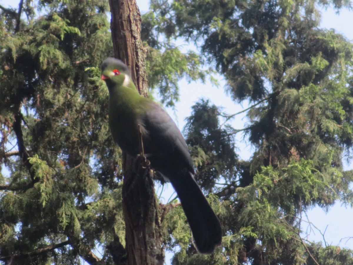 White-cheeked Turaco - ML624252760