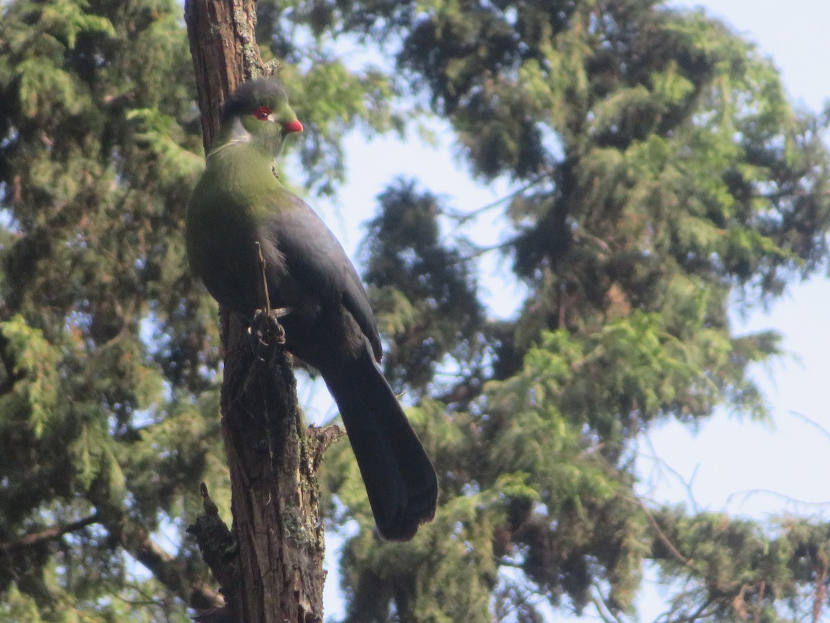 White-cheeked Turaco - ML624252764