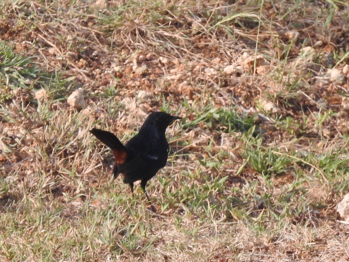 Indian Robin - ML624252769