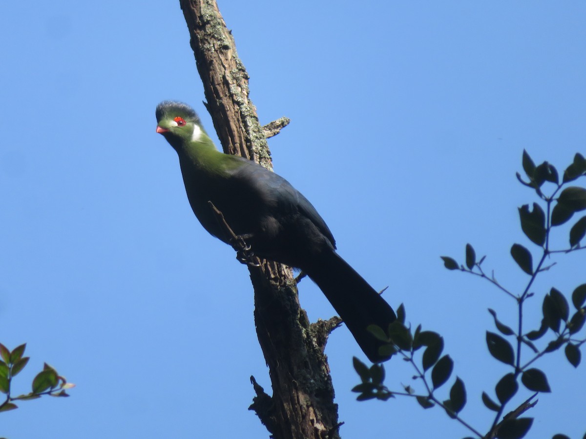 White-cheeked Turaco - ML624252770