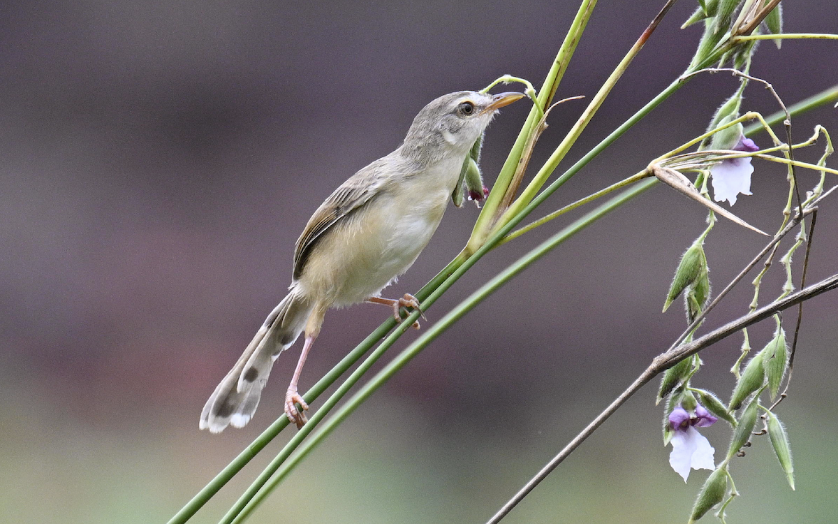 Plain Prinia - ML624252775