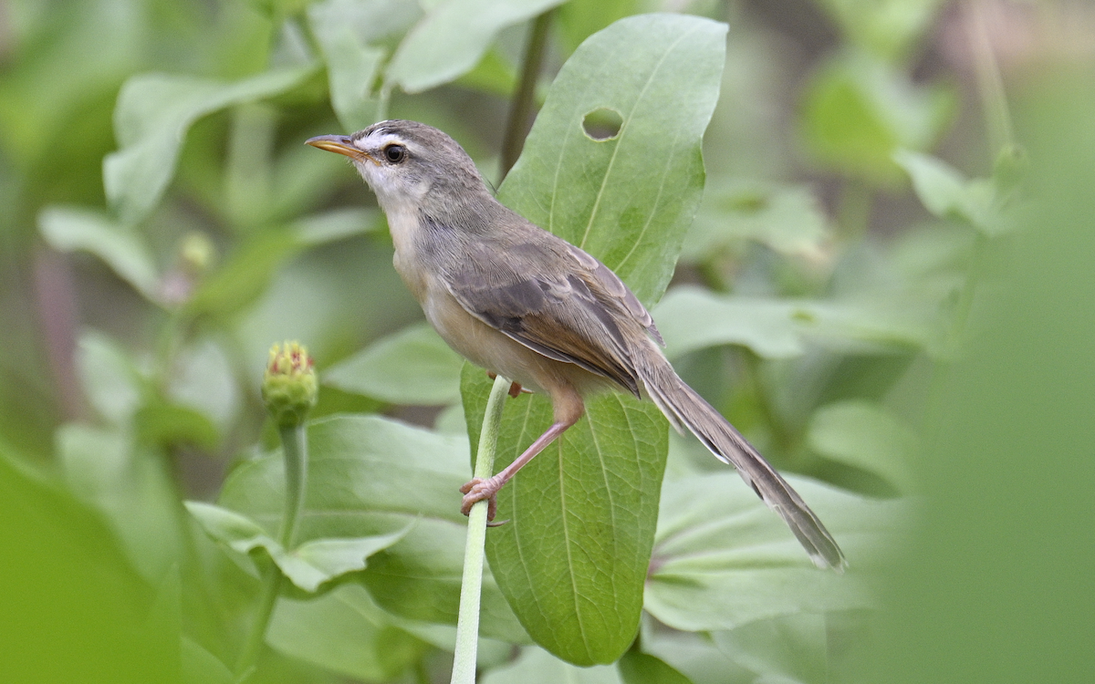 Plain Prinia - ML624252778