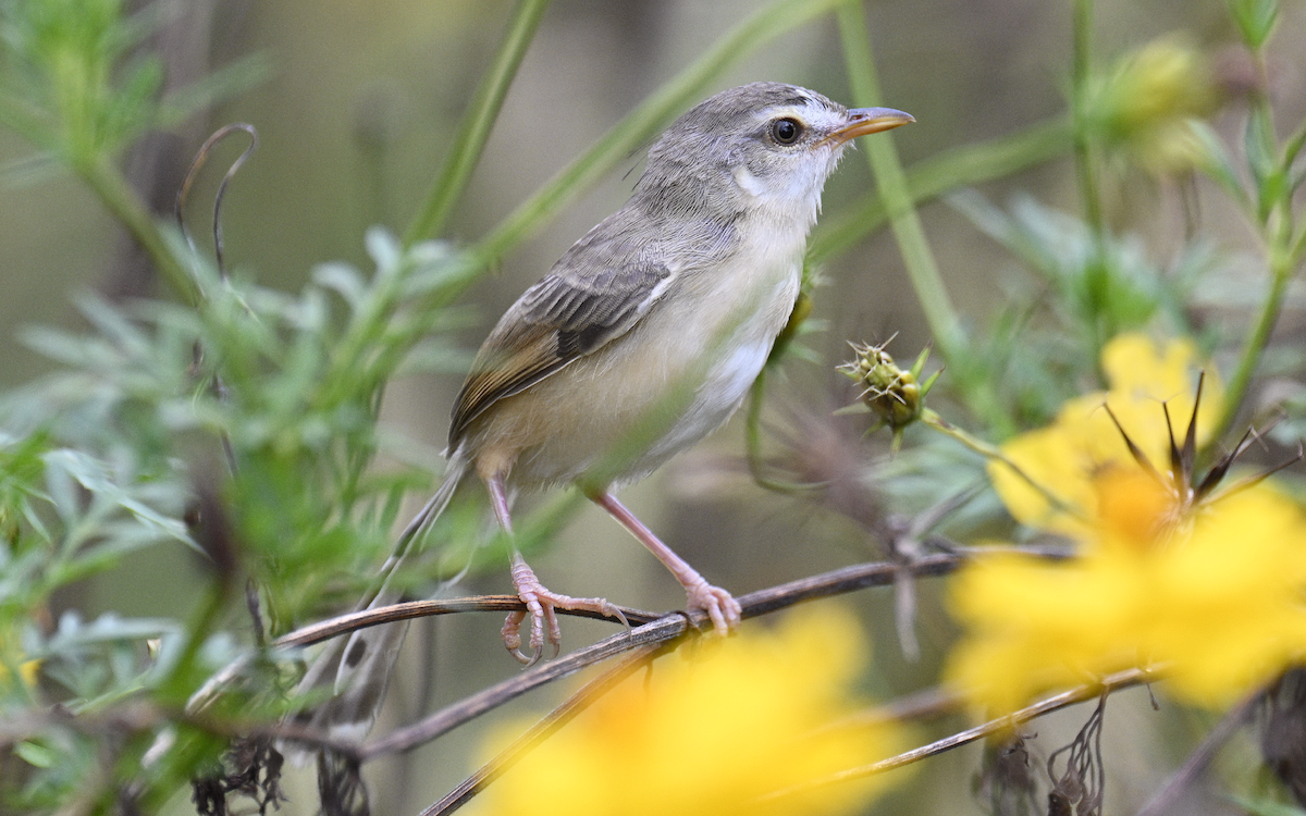 Plain Prinia - ML624252782