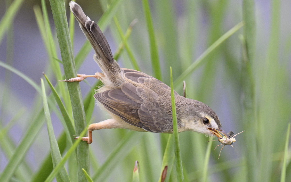 Plain Prinia - ML624252784