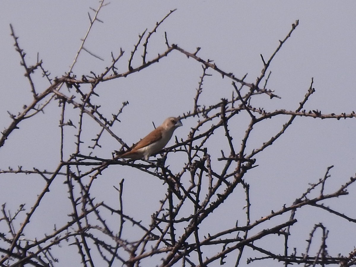 Tricolored Munia - ML624252786