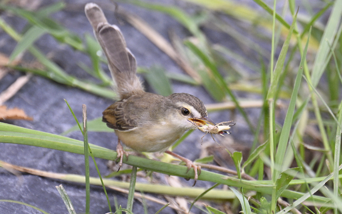 Plain Prinia - ML624252788