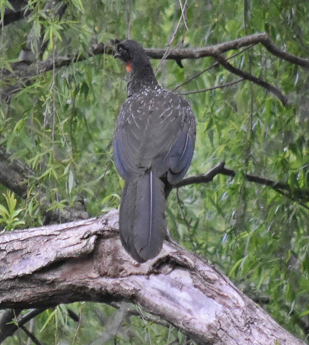 Dusky-legged Guan - ML624252790