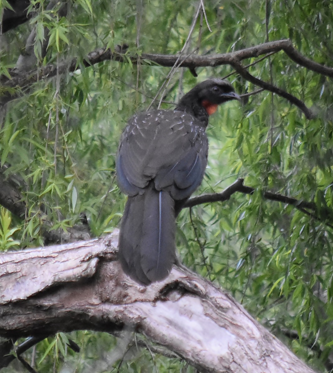 Dusky-legged Guan - ML624252791