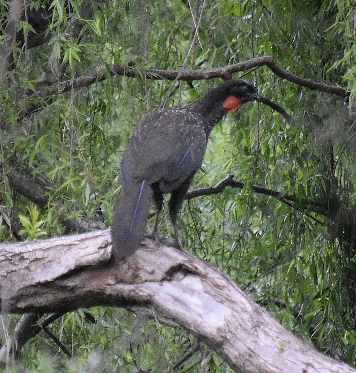 Dusky-legged Guan - ML624252792