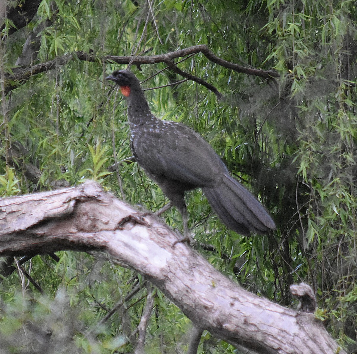 Dusky-legged Guan - andres ebel