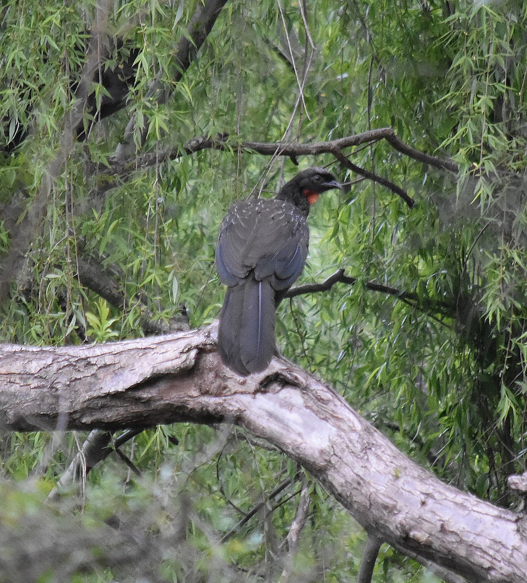 Dusky-legged Guan - ML624252794