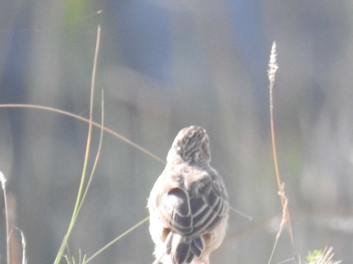 Oriental Skylark - ML624252796