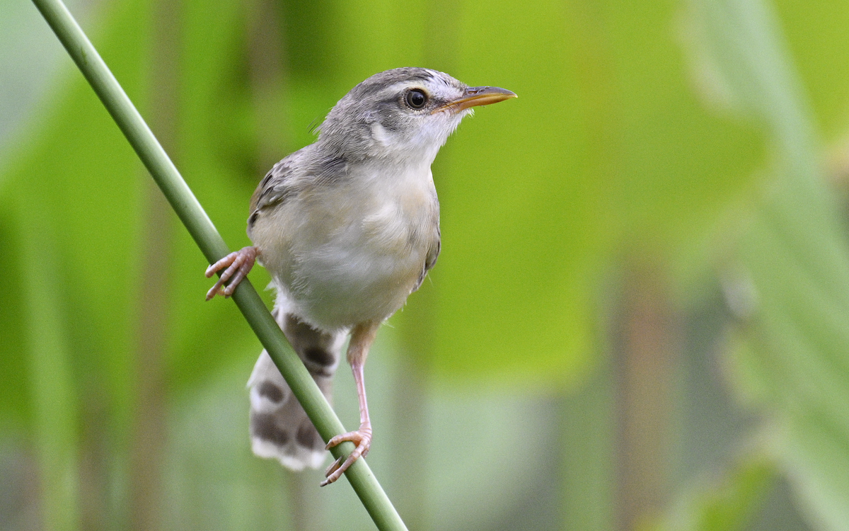 Plain Prinia - ML624252798